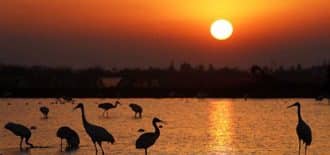 Göçmen kuş sürüleri Poyang Gölü kıyısına ulaştı