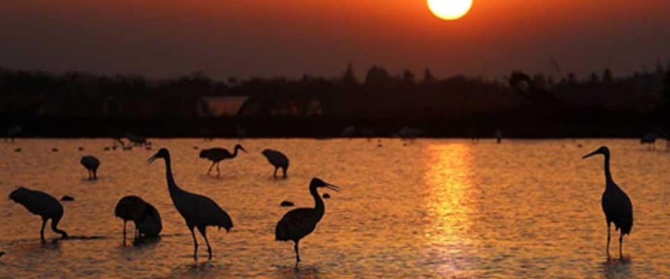 Göçmen kuş sürüleri Poyang Gölü kıyısına ulaştı