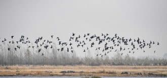 Çin’de 2019 sonu itibariyle 474 ulusal doğa koruma alanı var