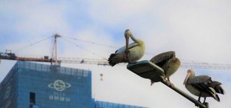 Sri Lanka’daki pelikanların sokak lambası keyfi