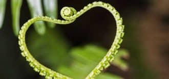 Singapur’un Doğa Koruma Alanı’nda doğanın güzelliğini keşfedin