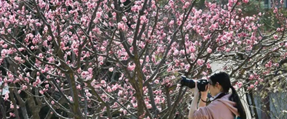 Çin’in başkenti Beijing’de bahar çiçekleri açtı
