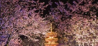 Wuhan Kiraz Çiçeği Festivali başladı