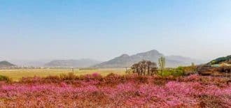 Çin’de çiçek açan şeftali ağaçları turistlerin ilgi odağı oldu