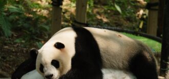 Chimelong Safari Park