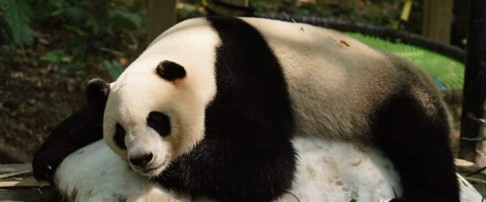 Chimelong Safari Park